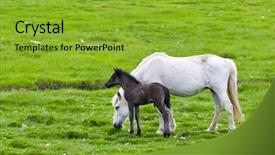  Presentation with iceland - Amazing PPT theme having stunning misty old foggy forest in autumn backdrop and a tawny brown colored foreground