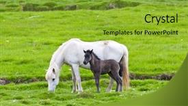  Presentation with horse therapy - Slide set consisting of icelandic horse with her colt background and a gold colored foreground