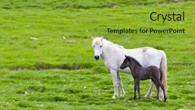  Presentation with iceland - Beautiful slide deck featuring icelandic horse with her colt backdrop and a gold colored foreground