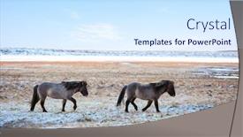  Presentation with pasture - Amazing slide deck having icelandic-horses-crossing-a-pasture backdrop and a sky blue colored foreground