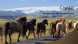  Presentation with golden light - Slides enhanced with icelandic horses galloping down a road illuminated by golden evening light shot on location in iceland background and a light blue colored foreground