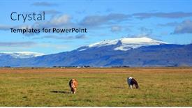  Presentation with horses - Colorful PPT theme enhanced with icelandic-horses-grazing backdrop and a light blue colored foreground