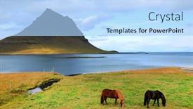  Presentation with horses - Slides having icelandic horses in front background and a light blue colored foreground