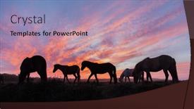  Presentation with horses - Slide set enhanced with icelandic horses in the field during sunset scenic nature landscape of iceland europe background and a coral colored foreground