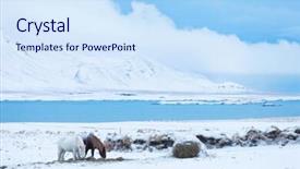  Presentation with pasture - Theme enhanced with icelandic horses in winter pasture background and a  colored foreground