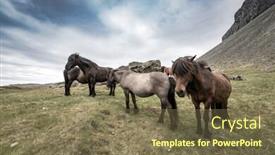  Presentation with horses - Theme having icelandic horses portraits close up background and a tawny brown colored foreground
