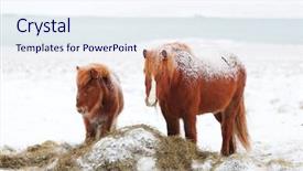  Presentation with foal - Beautiful presentation design featuring pony horse animal - icelandic mare with foal backdrop and a sky blue colored foreground