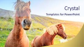  Presentation with iceland - Beautiful presentation theme featuring icelandic ponies on a farm in iceland backdrop and a sky blue colored foreground