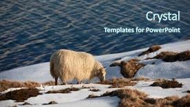  Presentation with moss - Presentation design consisting of thick fluffy wool grazing background and a ocean colored foreground