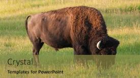  Presentation with bison - 