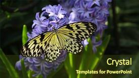 Presentation with idea - Presentation having idea leuconoe butterfly also named background and a tawny brown colored foreground
