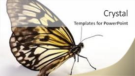  Presentation with idea - Slide deck featuring idea leuconoe isolated close up background and a white colored foreground