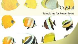  Presentation with fish - Presentation theme consisting of idol - tropical fish isolated - butterflyfish background and a blonde colored foreground