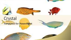  Presentation with tropical reef fish - Amazing presentation theme having idol - tropical reef fish isolated backdrop and a blonde colored foreground