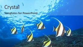  Presentation with tropical reef fish - Presentation design enhanced with idol fish on coral reef background and a arctic colored foreground