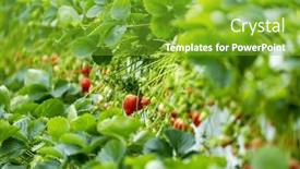  Presentation with strawberry - 