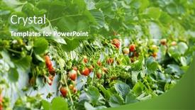  Presentation with strawberry - 