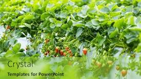  Presentation with strawberry - 