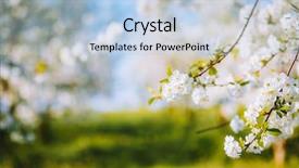  Presentation with spring tree - Presentation design consisting of idyllic garden beauty of earth background and a light blue colored foreground