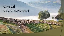  Presentation with sheep - Slides enhanced with idyllic landscape with sheep farm background and a light blue colored foreground