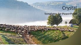  Presentation with sheep - Amazing theme having idyllic landscape with sheep farm backdrop and a light blue colored foreground