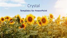  Presentation with agrarian - PPT layouts with idyllic-scene-with-bright-yellow background and a  colored foreground