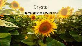  Presentation with agrarian - Presentation theme consisting of idyllic-scene-with-bright-yellow background and a yellow colored foreground