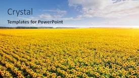  Presentation with sunflower sunflower sunflower sunflower sunflower - Slide deck consisting of idyllic-yellow-sunflower-field background and a light blue colored foreground