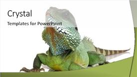  Presentation with dragon - Cool new presentation design with iguana - bearded dragon in front backdrop and a white colored foreground