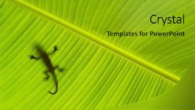  Presentation with scaffolding engineering silhouette - PPT theme with iguana - silhouette of a lizard background and a gold colored foreground