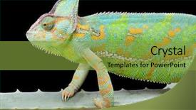  Presentation with cactus - Beautiful PPT layouts featuring iguana - yemen or veiled chameleon sitting backdrop and a gold colored foreground