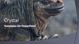  Presentation with overcrowding islands - Beautiful slides featuring iguana-from-the-galapagos-islands backdrop and a dark gray colored foreground