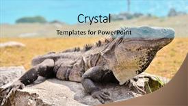  Presentation with mayan - Slide deck with iguana in mayan ruins tulum background and a  colored foreground