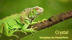  Presentation with branch - Beautiful slides featuring iguana on a tree branch backdrop and a tawny brown colored foreground