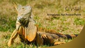  Presentation with green lawn - Colorful slide set enhanced with soccer ball remote control and box of popcorn on comfortable sofa indoors backdrop and a coral colored foreground