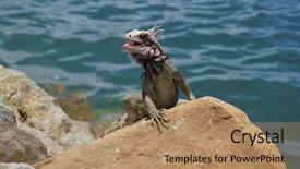  Presentation with rocks - Amazing slides having iguana on the rocks in the caribbean backdrop and a coral colored foreground