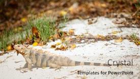  Presentation with white sand - PPT layouts featuring iguana on white sand beach at tropical island in grenadines background and a lemonade colored foreground