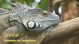  Presentation with zoo - Presentation theme having iguana-portrait-zurich-zoo-switzeland background and a tawny brown colored foreground