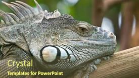  Presentation with zoo - Beautiful PPT layouts featuring iguana-portrait-zurich-zoo-switzerland backdrop and a tawny brown colored foreground