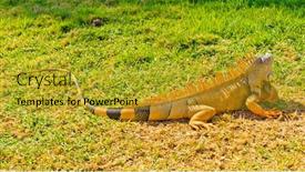  Presentation with green lawn - Beautiful slide set featuring iguana-running-away-on-green backdrop and a gold colored foreground