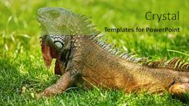  Presentation with ecuador - Presentation design with iguanas-of-seminario-park-landmark background and a gold colored foreground