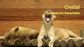  Presentation with lion and lioness - Presentation theme consisting of ihpone - sleepy lion and lioness background and a tawny brown colored foreground