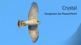  Presentation with flight - Audience pleasing presentation theme consisting of iisus - bird of prey in flight backdrop and a light blue colored foreground