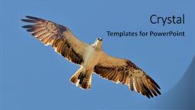  Presentation with flying hawk - Colorful PPT theme enhanced with iisus - hawk flying pandion haliaetus backdrop and a teal colored foreground