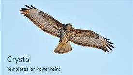  Presentation with hawk - Amazing slides having iisus - sparrow hawk accipiter nisus backdrop and a  colored foreground