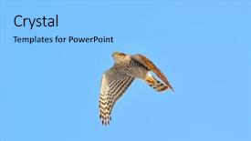 Presentation with hawk - Slide set enhanced with iisus - sparrow hawk accipiter nisus background and a  colored foreground