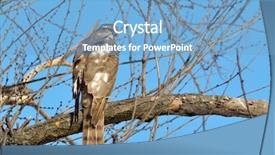  Presentation with hawk - Audience pleasing slides consisting of iisus - sparrow hawk accipiter nisus backdrop and a  colored foreground