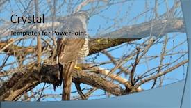  Presentation with hawk - Cool new slides with iisus - sparrow hawk accipiter nisus backdrop and a  colored foreground