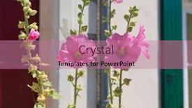  Presentation with green-house - Slide set consisting of ile de re hollyhocks and white house with green shutters background and a coral colored foreground