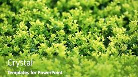  Presentation with trademark - Beautiful slides featuring ilex-crenata-kinmetuge-japanese-holly backdrop and a shamrock green colored foreground